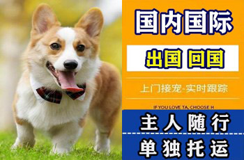 乐东县宠物托运公司乐东县宠物托运公司乐东县宠物托运公司
