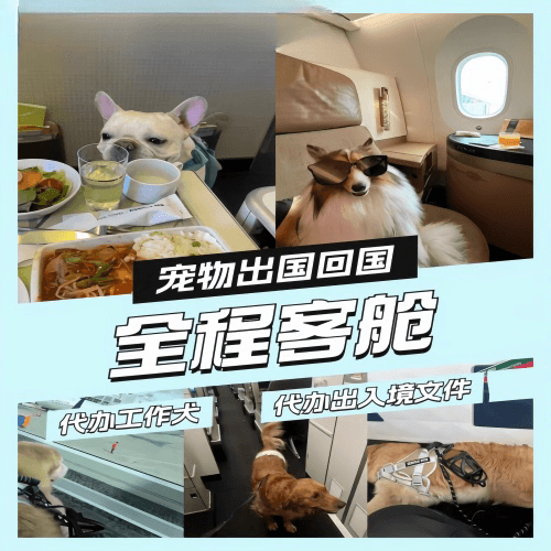 乐东县宠物托运到白俄罗斯宠物入境规定和要求